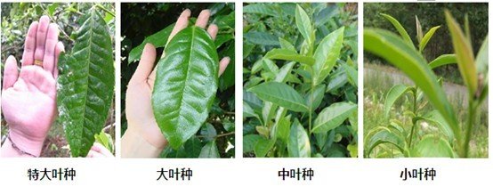 摘茶葉最快的方法，采摘茶葉怎么才能快？