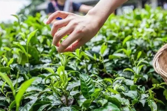 綠茶加工工藝流程圖，綠茶的加工制作包含哪幾個(gè)步驟？