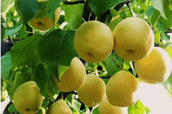 一把真正的本山綠泥壺最低多少錢，什么價(jià)格能買到本山綠泥紫砂壺？