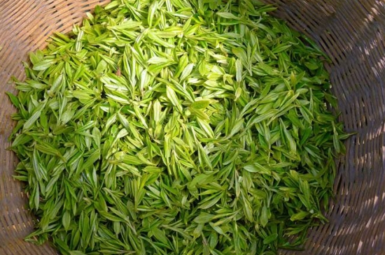 烏牛早和龍井的區(qū)別圖片，龍井43號和烏牛早茶的對比