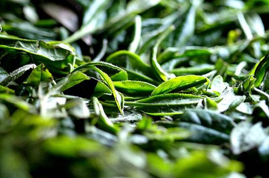 荒野銀針市場(chǎng)價(jià)多少，真正的荒野白毫銀針多少錢(qián)？