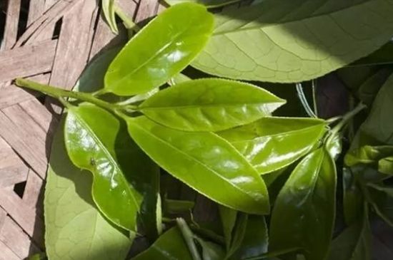 鴨屎香茶哪些人不能飲，什么人不能喝鴨屎香