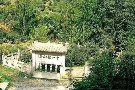 母樹大紅袍給誰喝了，為什么母樹大紅袍叫三棵六株？