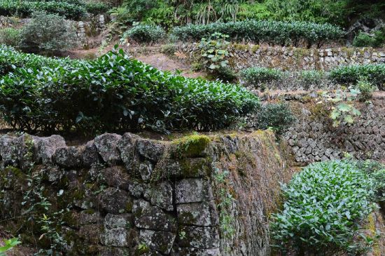 拼配的馬頭巖肉桂，還配叫馬肉嗎？請叫它“馬頭巖大紅袍”