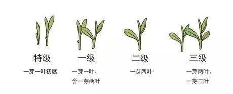 烏牛早和龍井的區(qū)別圖片，龍井43號和烏牛早茶的對比