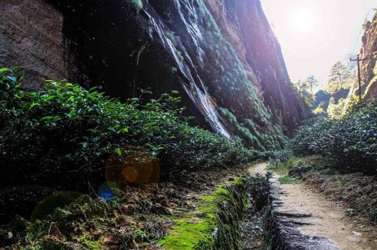 肉桂茶和大紅袍哪個(gè)貴，武夷山肉桂與大紅袍的價(jià)格比較