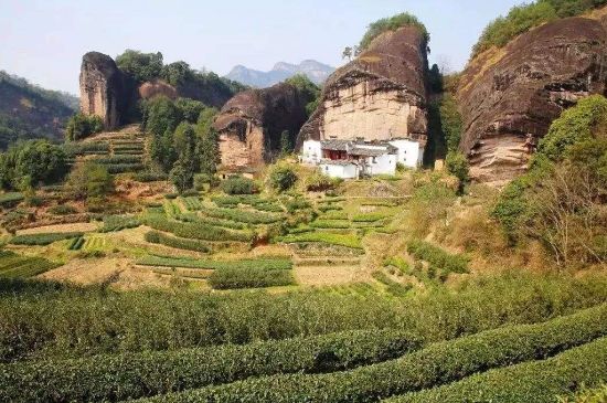 馬頭巖肉桂是大紅袍嗎，大紅袍肉桂屬于什么茶？