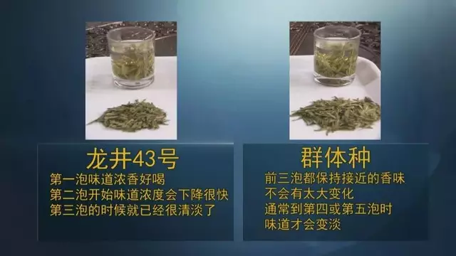 龍井群體種和43號(hào)的區(qū)別圖片，龍井43和群體種哪個(gè)好喝？