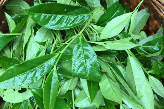 大紅袍可以放10年嗎，大紅袍放了十年能喝嗎