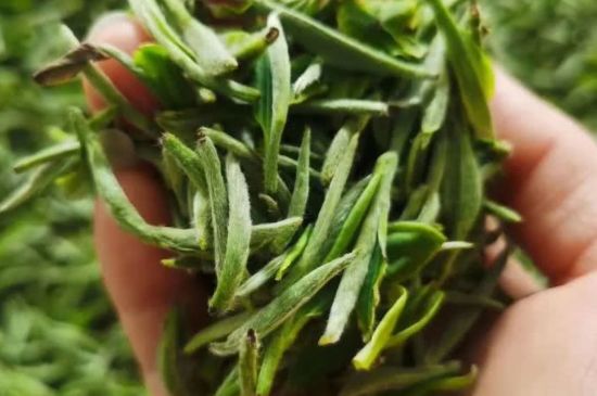 金壇雀舌算不算好茶，金壇雀舌屬于什么檔次茶葉？