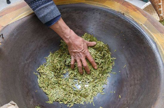 雀舌有一股青草味，雀舌為什么有青草味？