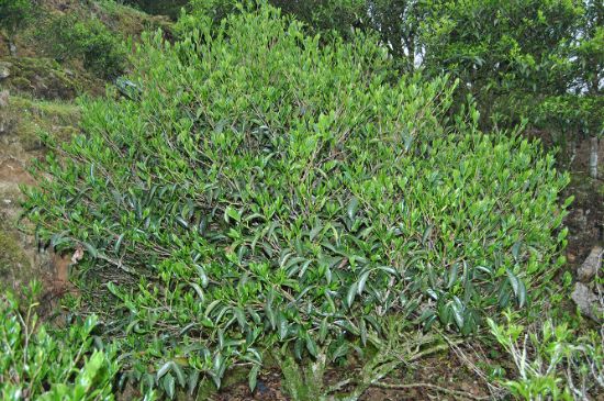 肉桂茶屬于紅茶嗎，牛欄坑肉桂是紅茶還是綠茶？