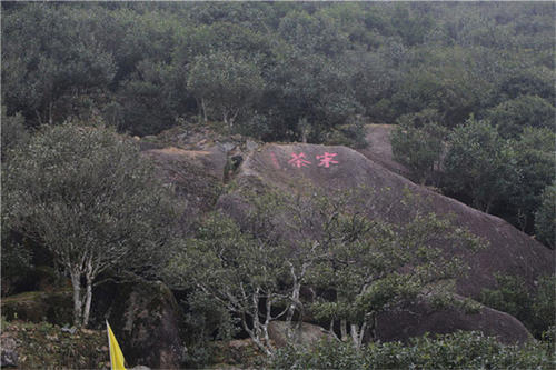 宋種一號價值為什么高，鳳凰單樅宋種1號價格與產(chǎn)量多少？