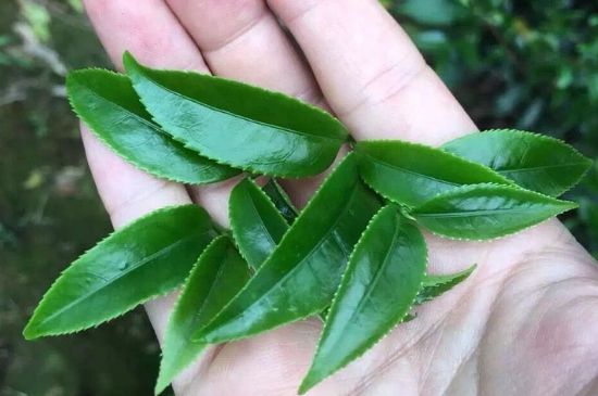 鋸朵仔跟鴨屎香哪個(gè)貴，鋸朵子和鴨屎香哪個(gè)好喝？