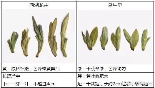 烏牛早和龍井的區(qū)別圖片，龍井43號和烏牛早茶的對比
