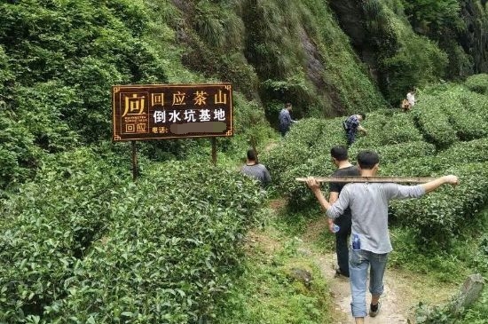 300塊錢的金駿眉能喝嗎，兩三百多金駿眉和一千多區(qū)別