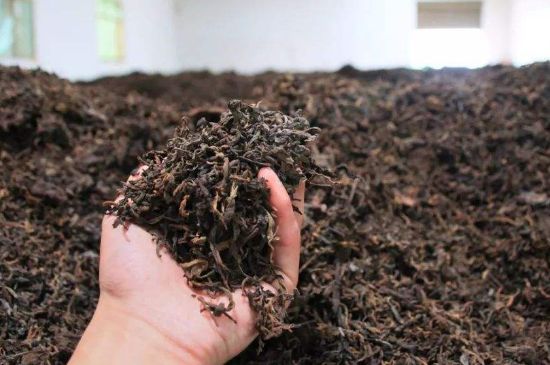 茯磚茶與普洱茶哪個(gè)好，茯茶和普洱茶口味區(qū)別