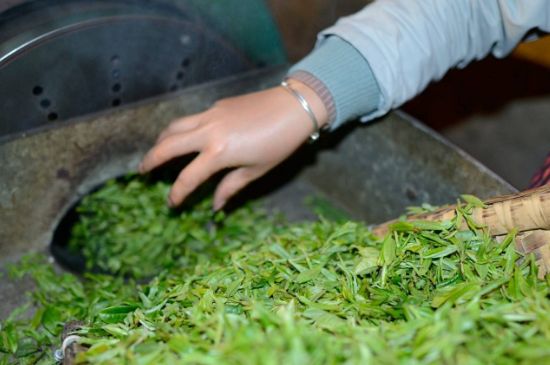 雀舌有一股青草味，雀舌為什么有青草味？