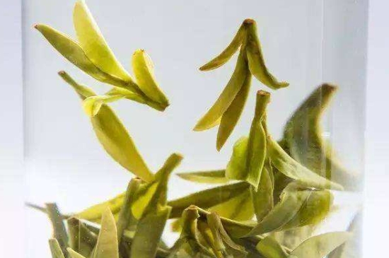 烏牛早和龍井的區(qū)別圖片，龍井43號和烏牛早茶的對比