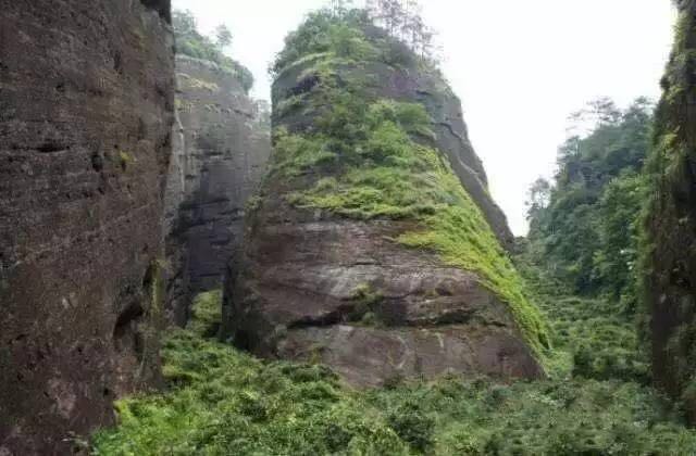 武夷山為什么盛產(chǎn)茶葉，武夷山茶為什么好喝？