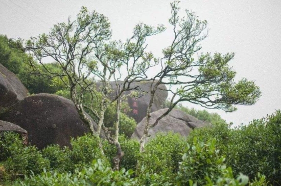 宋種一號價值為什么高，鳳凰單樅宋種1號價格與產(chǎn)量多少？