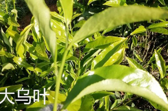 鴨屎香和大烏葉是同一種茶葉嗎，單叢大烏葉和鴨屎香有什么區(qū)別？