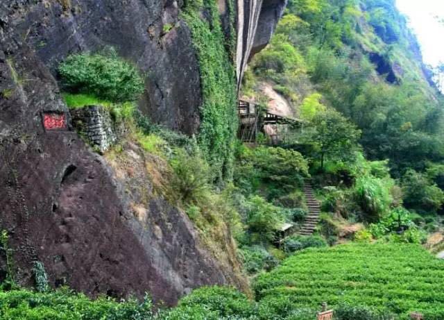 武夷山為什么盛產(chǎn)茶葉，武夷山茶為什么好喝？