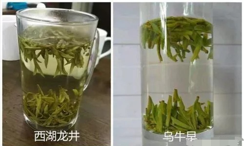 烏牛早和龍井的區(qū)別圖片，龍井43號和烏牛早茶的對比
