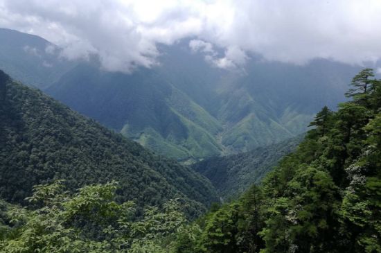 300塊錢的金駿眉能喝嗎，兩三百多金駿眉和一千多區(qū)別