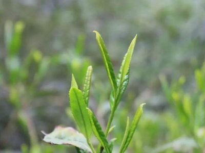 六安瓜片的功效與禁忌，六安瓜片適合什么人喝