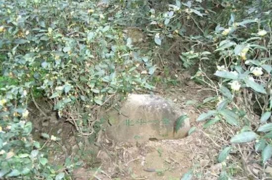 母樹大紅袍給誰喝了，為什么母樹大紅袍叫三棵六株？