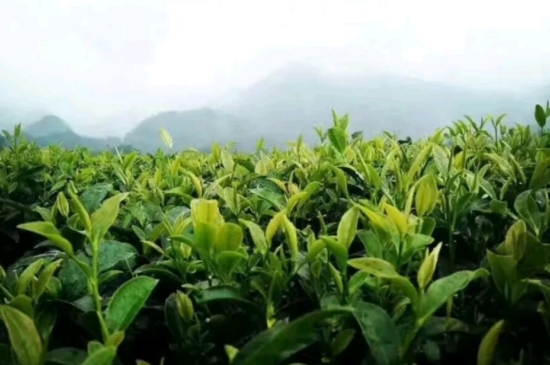 一天3杯紅茶抗癌，常飲紅茶對身體有好處！