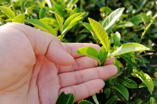 大紅袍四大品種有哪些，大紅袍的種類和著名品種特點介紹