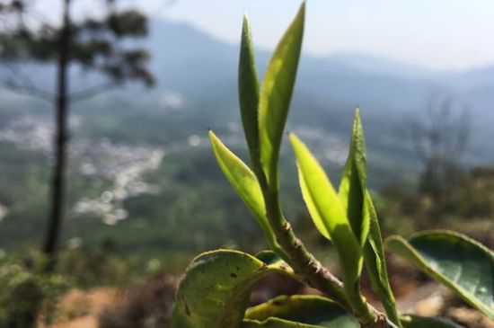 鳳凰單樅什么人不能喝，哪些人不能飲單叢茶