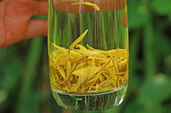 茶中奇葩黃金芽，安吉白茶中黃金芽的特點(diǎn)
