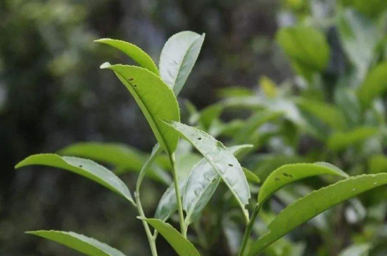 單叢茶十大香型以及常見(jiàn)品種大全，潮安鳳凰單樅十大名香歸類