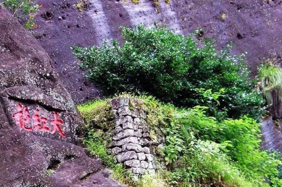 宋種一號價值為什么高，鳳凰單樅宋種1號價格與產(chǎn)量多少？