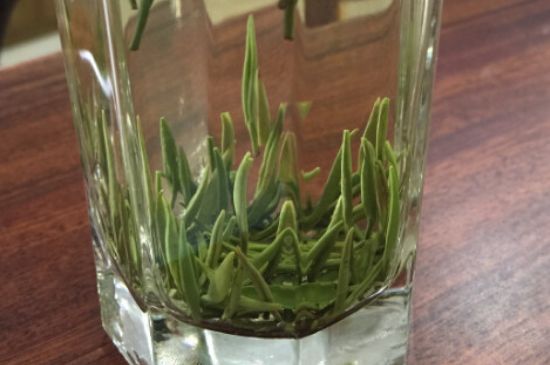 竹葉青和雀舌哪個(gè)貴，竹葉青茶貴嗎？