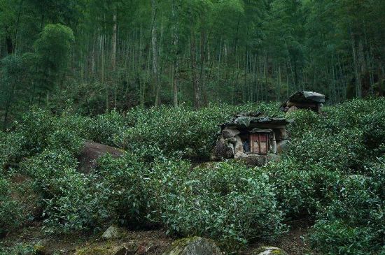 300塊錢的金駿眉能喝嗎，兩三百多金駿眉和一千多區(qū)別