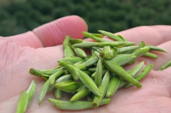 什么綠茶茶葉唇齒留香，哪個品種綠茶香氣好？