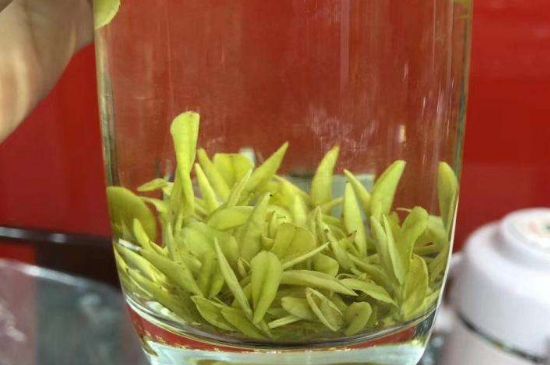 茶中奇葩黃金芽，安吉白茶中黃金芽的特點(diǎn)