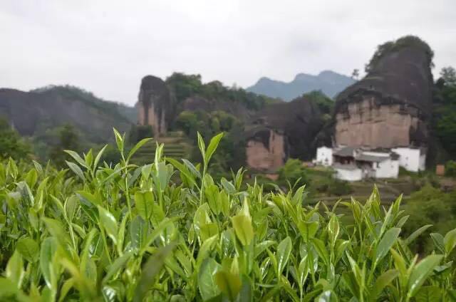 武夷山為什么盛產(chǎn)茶葉，武夷山茶為什么好喝？