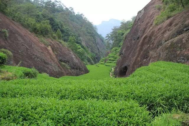 武夷山為什么盛產(chǎn)茶葉，武夷山茶為什么好喝？
