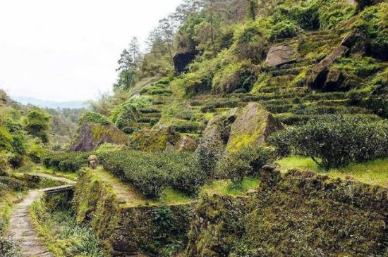 肉桂茶和大紅袍哪個(gè)貴，武夷山肉桂與大紅袍的價(jià)格比較