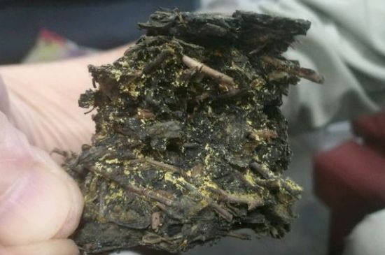 伏茶里的金花是黃曲霉素嗎，金花茯茶里的是什么菌