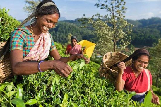 中國最好紅茶排名，中國最著名的十大紅茶