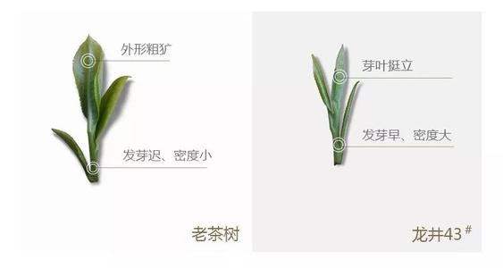 43號(hào)龍井屬于好茶嗎，龍井茶43號(hào)是什么意思？