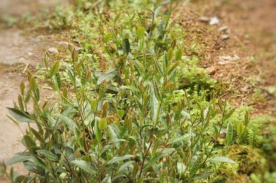 大紅袍四大品種有哪些，大紅袍的種類和著名品種特點介紹