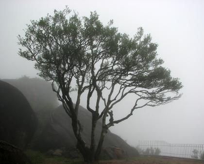 宋種一號價值為什么高，鳳凰單樅宋種1號價格與產(chǎn)量多少？