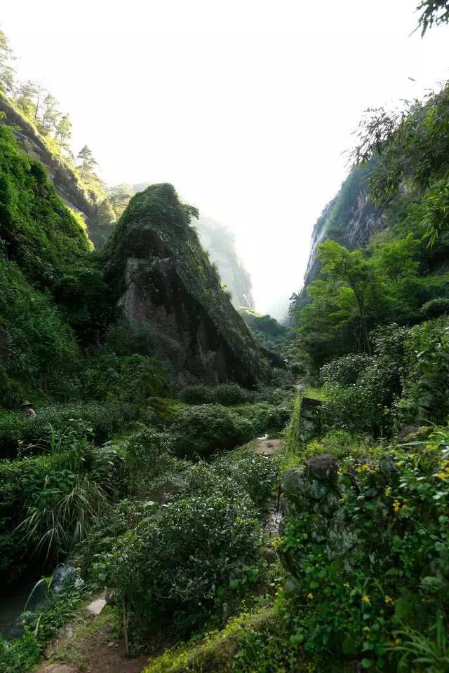 武夷山為什么盛產(chǎn)茶葉，武夷山茶為什么好喝？